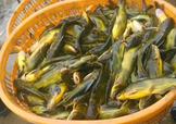 黃顙魚不能和什么一起吃？黃顙魚不能與什么同吃？