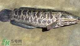 生魚是什么魚？生魚片是什么魚