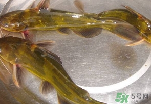 嘎魚(yú)是海魚(yú)嗎？嘎魚(yú)是什么魚(yú)
