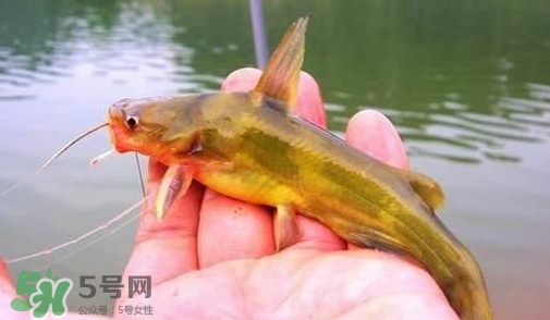 黃辣丁怎么釣？如何釣黃辣丁