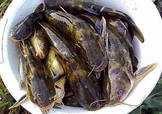 嘎魚是鯰魚嗎？嘎魚是黃辣丁嗎