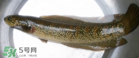 烏鱧魚多少錢一斤？烏鱧價(jià)格