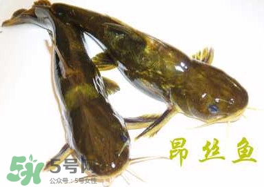 黃顙魚(yú)不能和什么一起吃？黃顙魚(yú)不能與什么同吃？