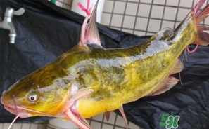 嘎魚是鯰魚嗎？嘎魚是黃辣丁嗎