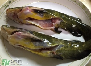 黃辣丁怎么殺？黃辣丁怎么處理