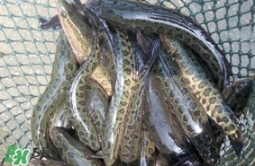 黑魚是什么魚？黑魚是鯰魚嗎