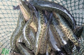 黑魚是發(fā)物嗎？黑魚是不是發(fā)物