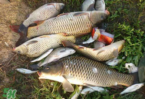 立夏怎么釣鯉魚？立夏釣鯉魚用什么餌料？