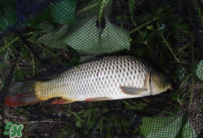 立夏怎么釣鯉魚？立夏釣鯉魚用什么餌料？