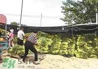 怎樣腌蒜苔容易儲(chǔ)存？怎樣腌蒜苔放的時(shí)間長