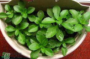 養(yǎng)心菜能生吃嗎？養(yǎng)心菜怎么吃？