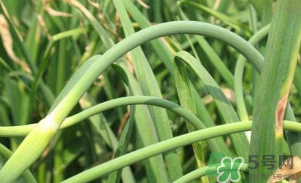 蒜薹什么時候采收？蒜薹什么時間抽
