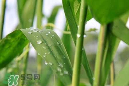 包粽子的葉子叫什么？包粽子的葉子怎么處理？