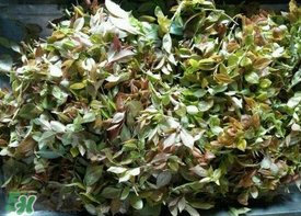 烏樹葉怎么做？烏樹葉怎么做好吃又簡單？