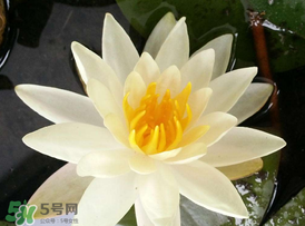 ?立夏是夏天嗎？?立夏是夏天的開始嗎？