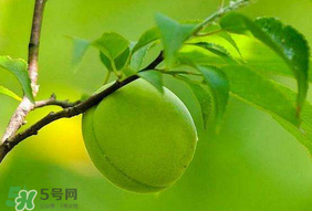 青梅不能和什么一起吃？青梅和什么相克？