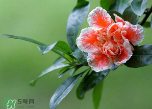 立夏開什么花？立夏有什么花？