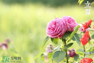 立夏開什么花？立夏有什么花？