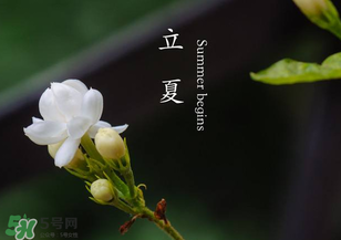 立夏開什么花？立夏有什么花？