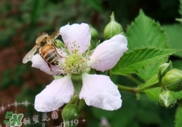 樹莓有毒嗎？樹莓有刺嗎？