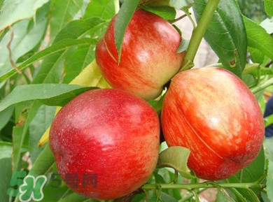 油桃一天吃幾個(gè)？孕婦一天能吃幾個(gè)油桃