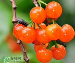 立夏嘗三新指的是什么？立夏嘗新活動