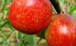 油桃一天吃幾個(gè)？孕婦一天能吃幾個(gè)油桃