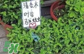 寶寶驅(qū)蚊產(chǎn)品哪個(gè)好？寶寶驅(qū)蚊用什么好？