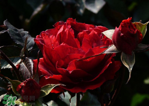 母親節(jié)可以送玫瑰花嗎？母親節(jié)送幾朵玫瑰花好？