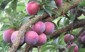 三華李多少錢(qián)一斤？三華李價(jià)格