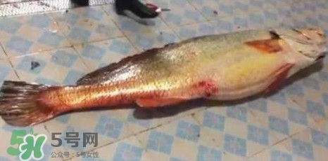 天價魚賣出347萬 金錢鳘為什么這么貴？