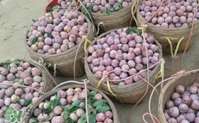 三華李怎么種植？三華李種植技術(shù)