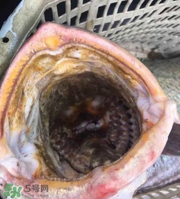 天價魚賣出347萬 金錢鳘為什么這么貴？