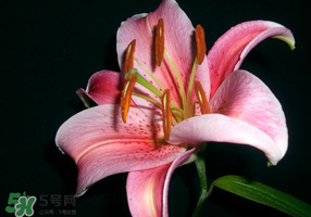 母親節(jié)可以送百合嗎？送母親百合花該送幾朵？
