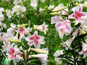 母親節(jié)可以送百合嗎？送母親百合花該送幾朵？