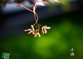 小滿是什么節(jié)氣？小滿是第幾個節(jié)氣？