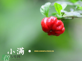 小滿是什么節(jié)氣？小滿是第幾個節(jié)氣？