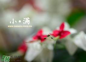 小滿是什么節(jié)氣？小滿是第幾個節(jié)氣？