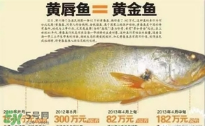 黃唇魚是黃花魚嗎？黃唇魚是黃魚嗎？