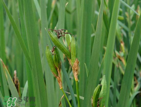 端午節(jié)為什么要掛菖蒲？端午節(jié)掛菖蒲的好處