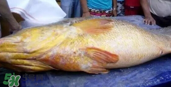 黃唇魚可以買賣嗎？黃唇魚買賣違法嗎？