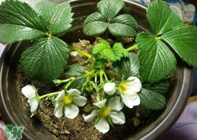 菠蘿莓種子哪里有賣？哪里能買得到菠蘿莓種子？