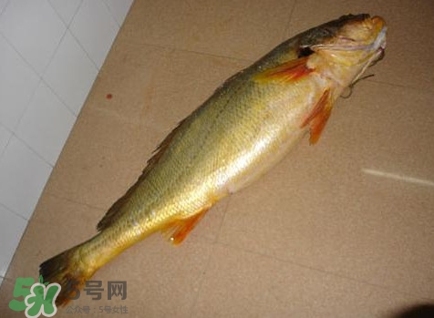 黃唇魚(yú)為什么那么貴？黃唇魚(yú)為什么這么貴