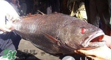 黃唇魚可以養(yǎng)殖嗎？黃唇魚能養(yǎng)殖嗎？