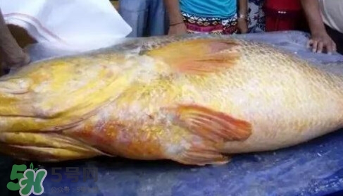 黃唇魚(yú)為什么那么貴？黃唇魚(yú)為什么這么貴
