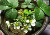 菠蘿莓種子哪里有賣？哪里能買得到菠蘿莓種子？