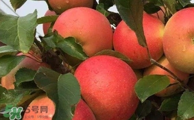 紅心蘋果多少錢一斤？紅肉蘋果價格