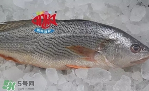 黃唇魚是黃花魚嗎？黃唇魚是黃魚嗎？