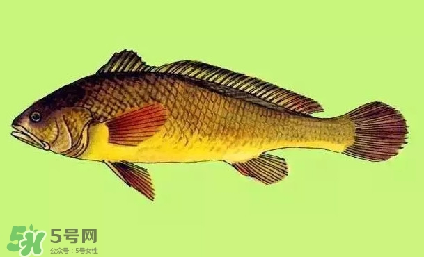 黃唇魚是黃花魚嗎？黃唇魚是黃魚嗎？