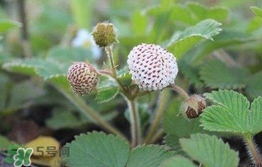 菠蘿莓種子哪里有賣？哪里能買得到菠蘿莓種子？